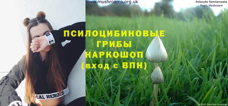 Галлюциногенные грибы MAGIC MUSHROOMS  купить наркоту  Большой Камень 